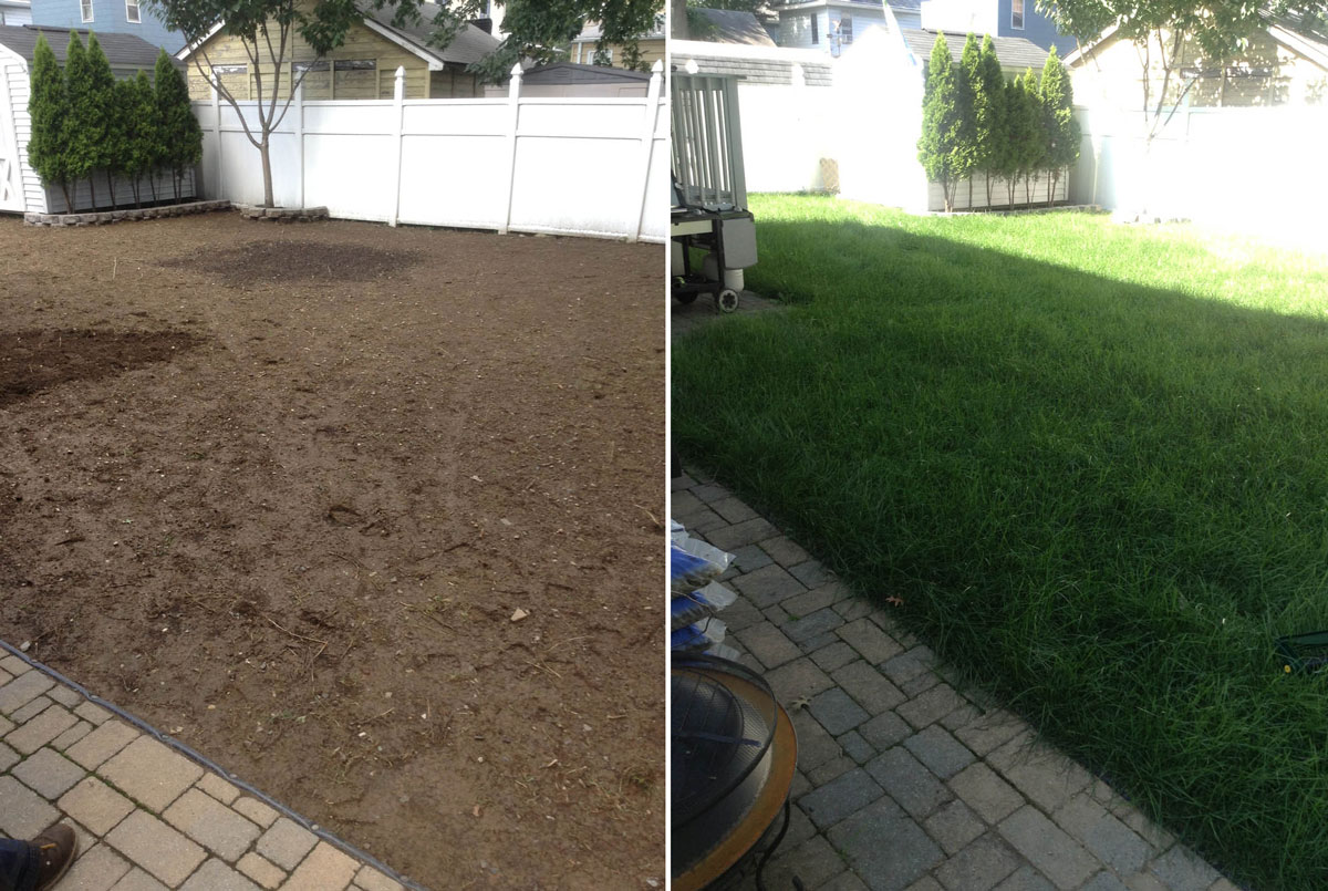 New Sod in Backyard - Before & After